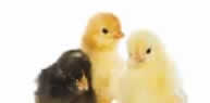 NLP chicks